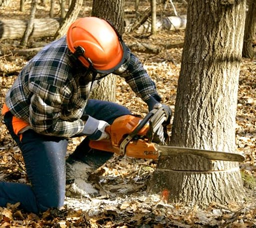 Tree Removal in Chocorua, NH